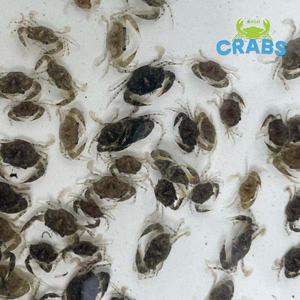 Mud Crab Instars