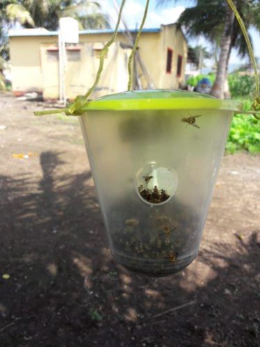 Fruit Fly Trap
