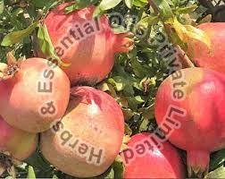 Pomegranate Tree Extract