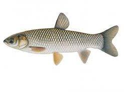 Grass Carp Fish Manufacturer,Grass Carp Fish Supplier and Exporter from  Delhi India