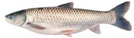 Mrigal Fish Manufacturer,Mrigal Fish Supplier and Exporter from Delhi India