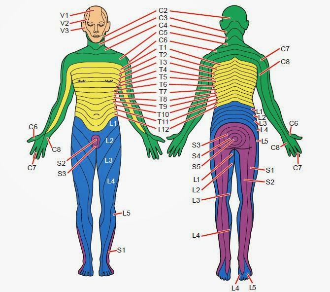 Skin Dermatome