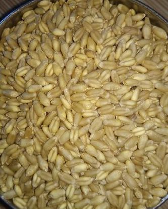Fresh Wheat Grain