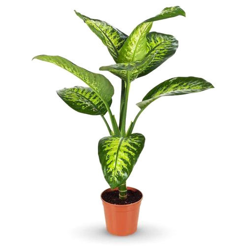 Diffunvasia Plant