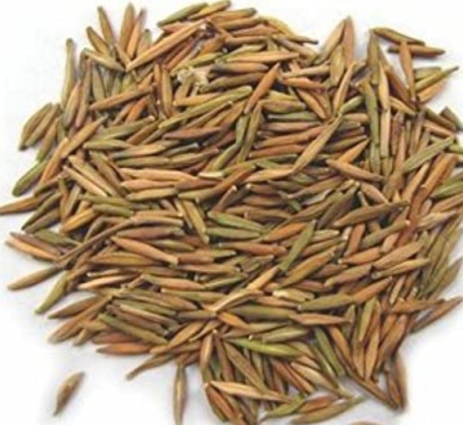 Indrajav Seeds