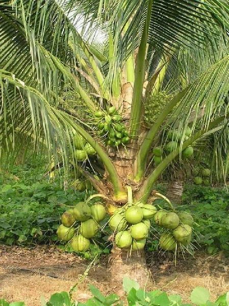Green Dwarf Coconut Plants