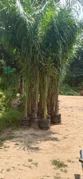 Royal Palm Plants