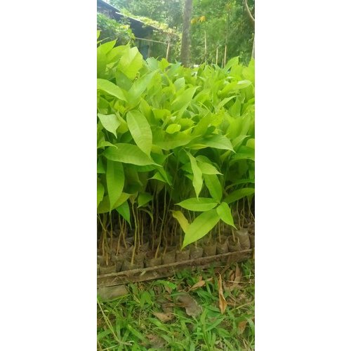 Titachapa Plant