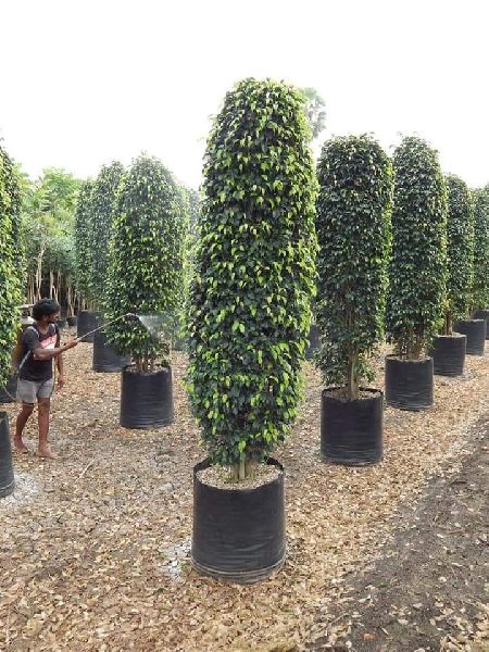 Ficus Benjamina Plants