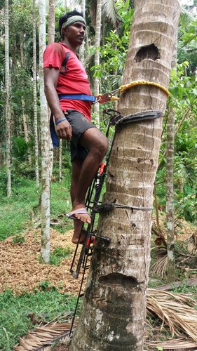 Standing Type Coconut Tree Climber