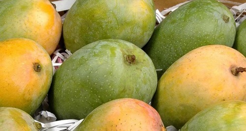 Gujarat Gir/ Talala/ Junagad Premium Kesar Mango