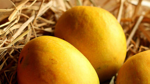 Ratnagiri Alphonso Mango