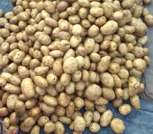 Agra Potato