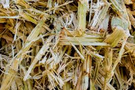 Raw Sugarcane Bagasse