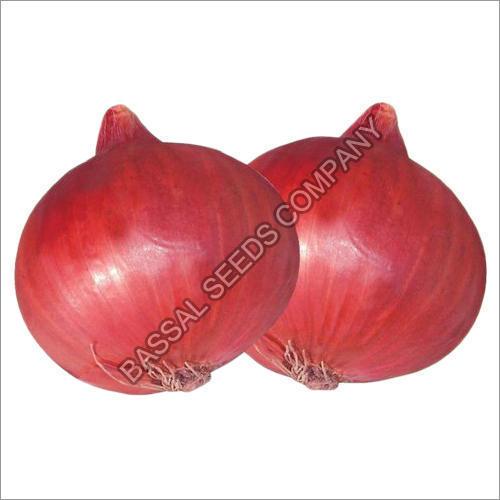 Nasik Red N-53 Onion Seeds