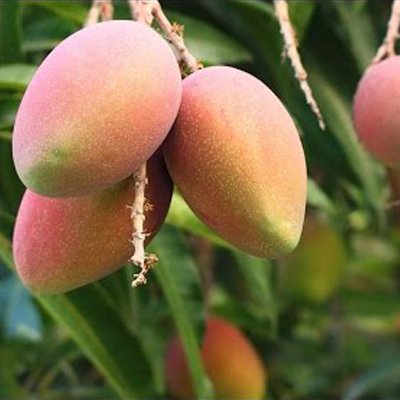 Amrapali Mango