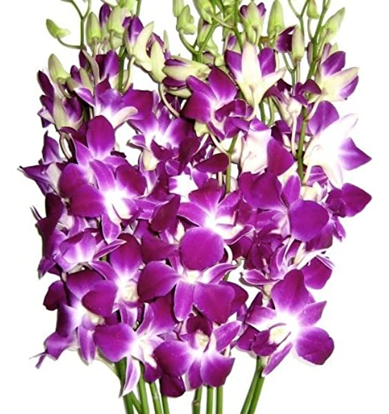 Fresh Orchid  Flowers