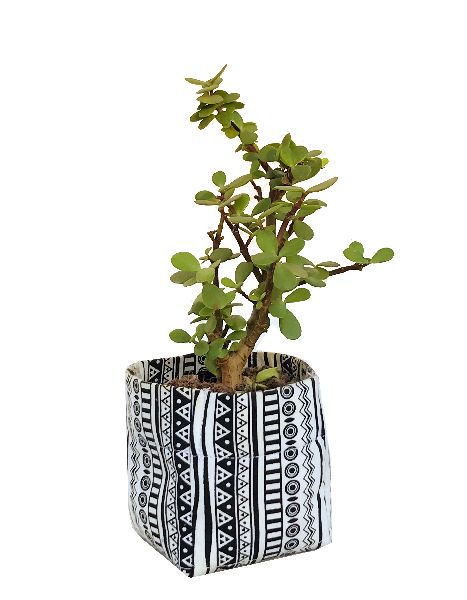 3×3 Inch Bnw Funk Pot Cover