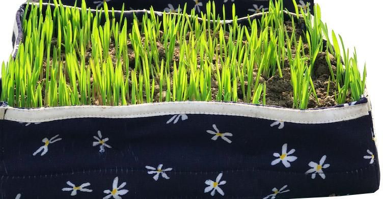 Dancing Flowers Wheat Grass Tray