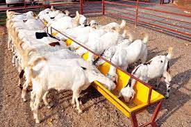 Goat Farming Project Consultancy Services