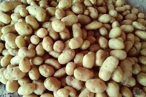 3797 Potato Seeds