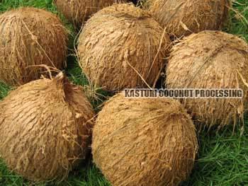 Fresh Semi Husked Mature Coconut