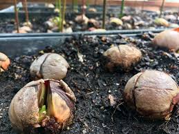 Avocado Seeds