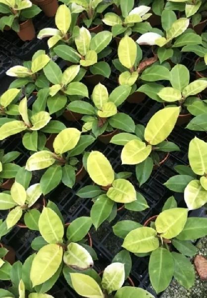 Philodendron Price's of Orange Plant