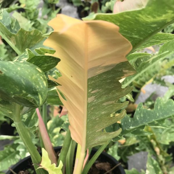 Philodendron Ring of Faire Plant
