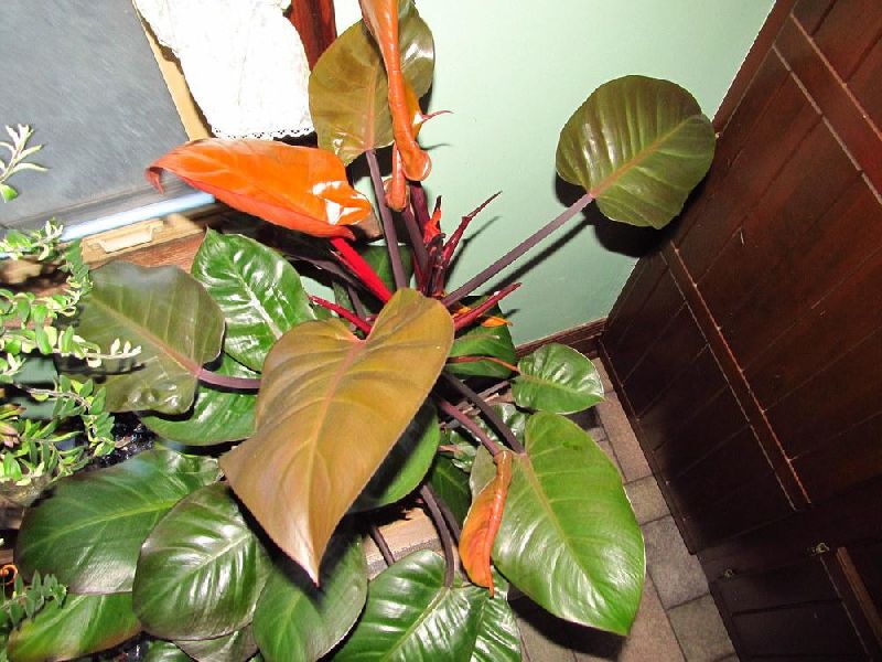 Red Leaf Philodendron Erubescens Plant