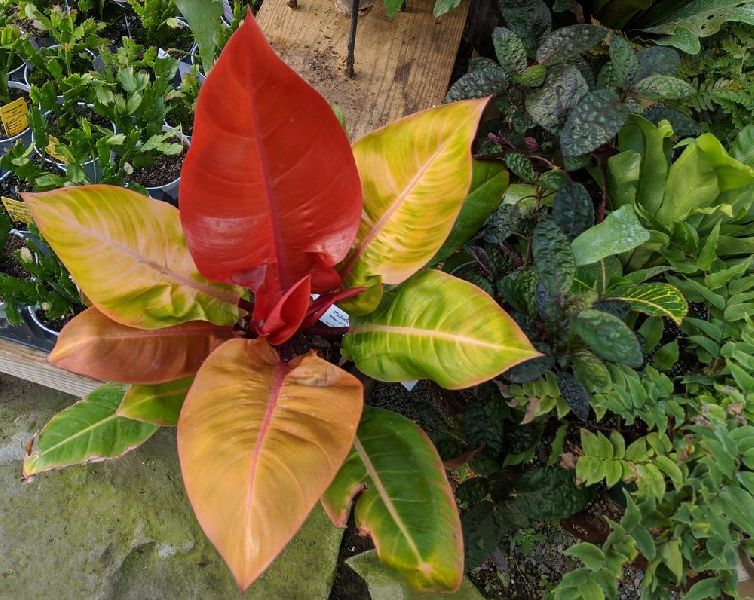 Red Leaf Philodendron Erubescens Plant