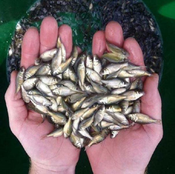 Katla Fish Seed