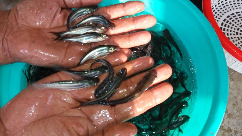 Pangasius Fish Seed