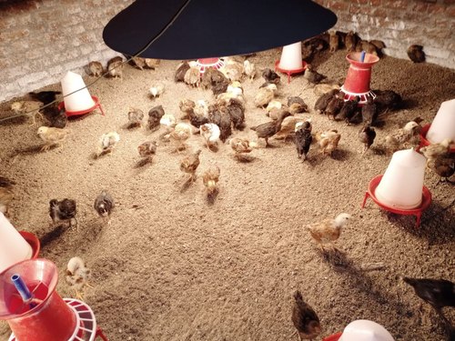 Poultry Farm Chicks