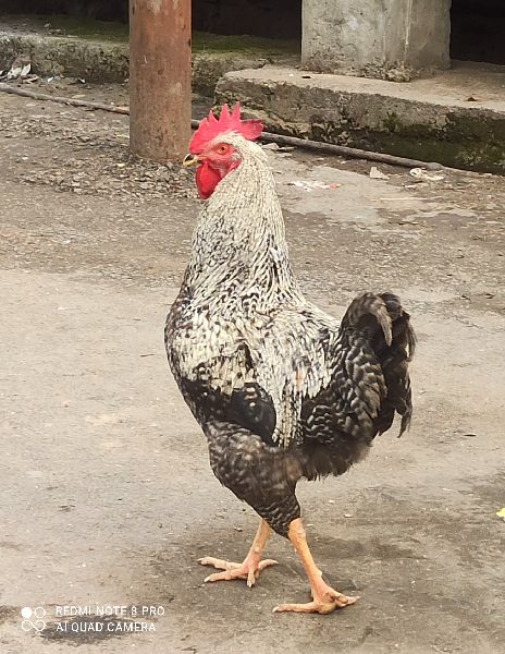 Live FFG Kuroiler Chicken Manufacturer Supplier from Jammu India