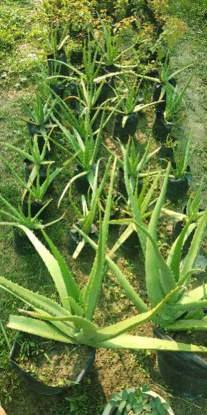 Aloe Vera Plant