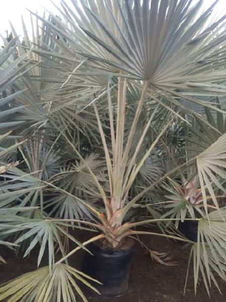 Dishmareca Plant