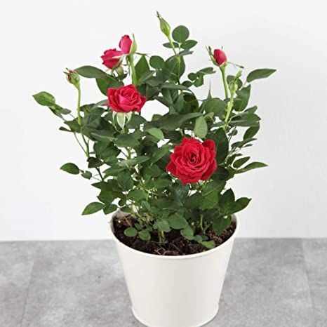 English Rose Plant