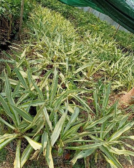 Farkeria Plant