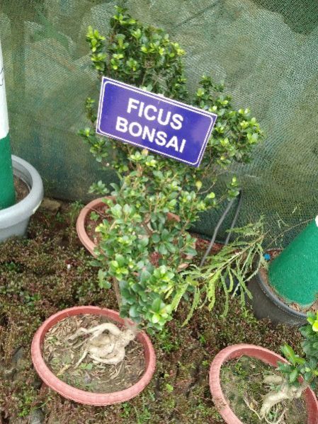 Ficus Bonsai Plant