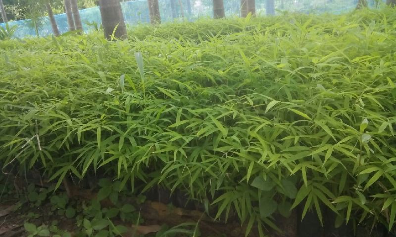 Hamiltonii Bamboo Plant