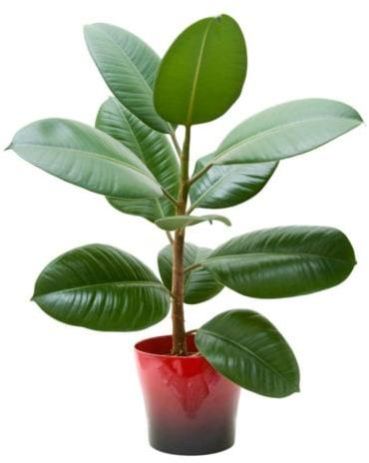 Rubber Plant