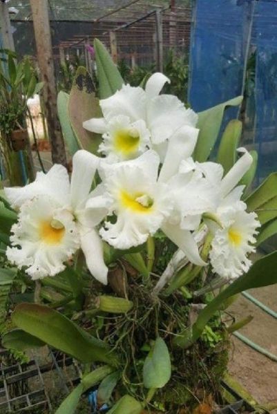 Vanda Orchid Plant