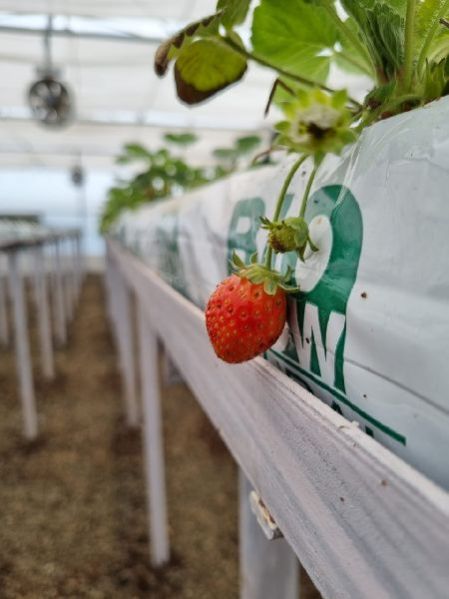 Fresh Strawberries