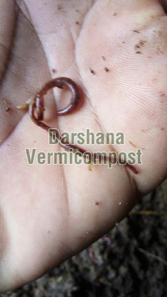 Earthworms 01