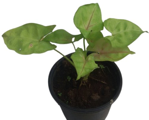 Green Syngonium Plants