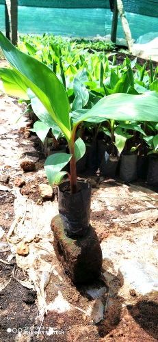 Red Banana Tissue Culture Plants