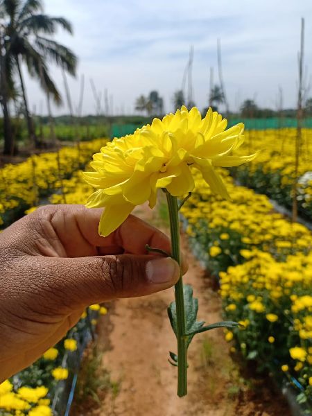 Aishwarya 2 Chrysanthemum Nursery Plants