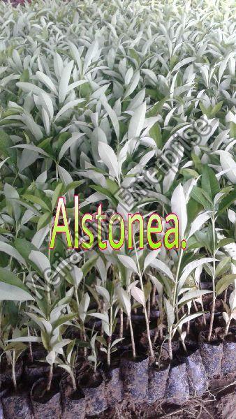 Alstonia Plant