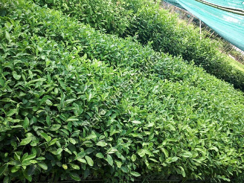 Assam Lemon Seedlings